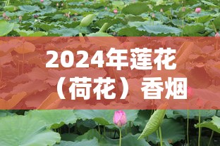 2024年莲花（荷花）香烟价格表及选购指南