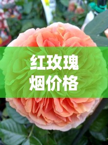 红玫瑰烟价格全解析：从经典款到细支版一盒多少钱？