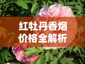 红牡丹香烟价格全解析：不同型号市场价及选购指南