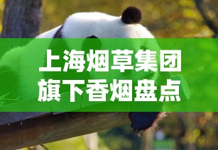 上海烟草集团旗下香烟盘点：中华、熊猫等7大品牌全解析